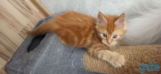 Готовы к продаже котята породы мейн-кун, фотография 12