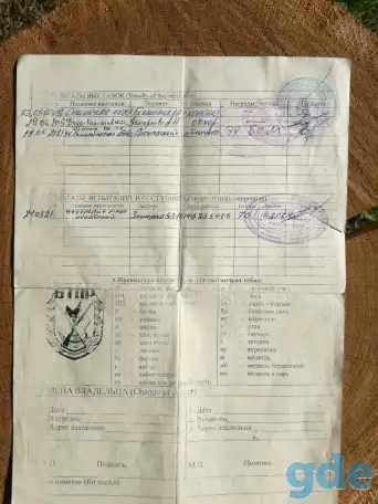 Щенки эстонской гончей, фотография 4