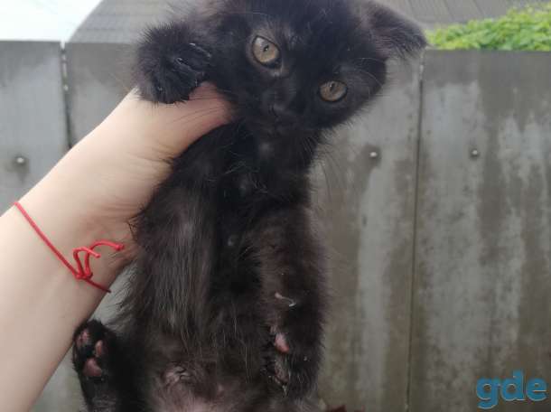 Котята в самые любящие руки, фотография 4