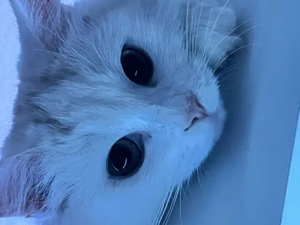 Отдам кошку, фотография 1
