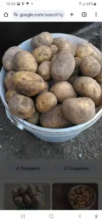 Картофель, фотография 1