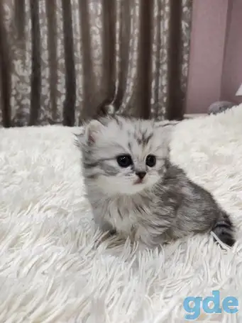 Шотландские плюшевые котята, фотография 5