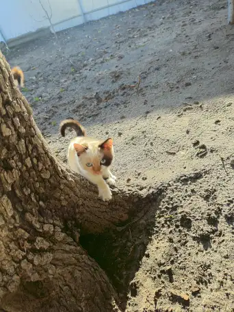 Котенок в дар, фотография 2