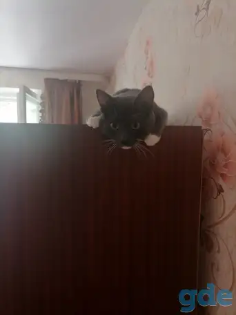 Котик в добрые руки, фотография 1