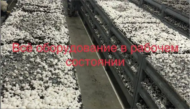 Продаю, ищу партнеров или инвесторов на действующий бизнес по выращиванию грибов шампиньонов и вешенки., фотография 1