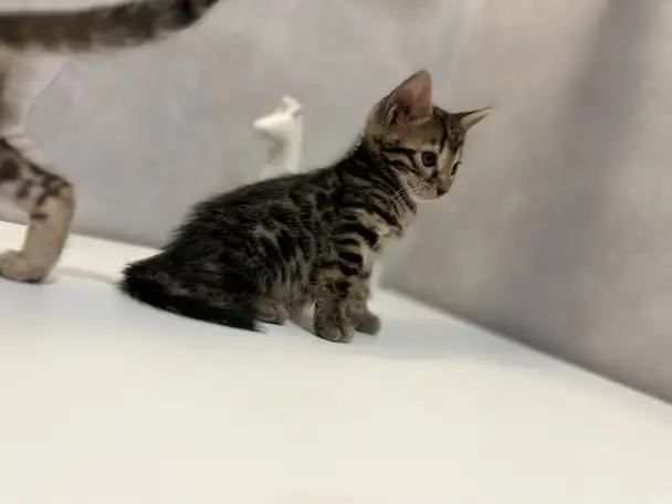Бенгальские котята, фотография 5