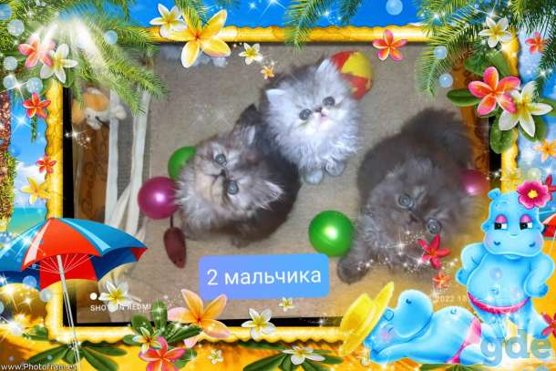Персидские котята экстремалы чистокровные персы., фотография 3