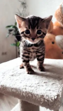 Бенгальские  котята, фотография 2