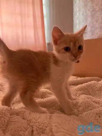 Миленький котенок ищет свой дом, фотография 1