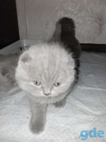 Шотландский котенок, фотография 7