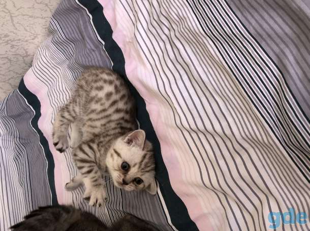 Шотландские котята, фотография 4