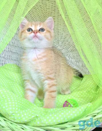 Котята шотландские ЗОЛОТАЯ ШИНШИЛЛА, фотография 2