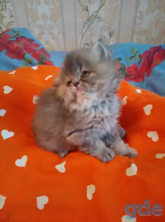 Экзотические плюшевые короткошетстные мраморные котята, фотография 6