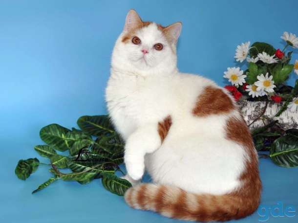 Котики шотландской породы, фотография 4