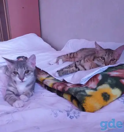 котята в дар, фотография 1