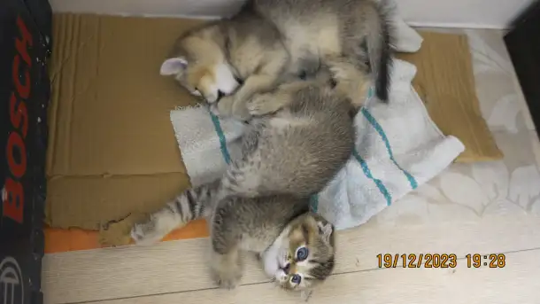 Шотландские котята, фотография 7