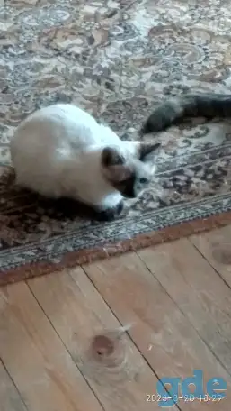 Котята в дар, фотография 2