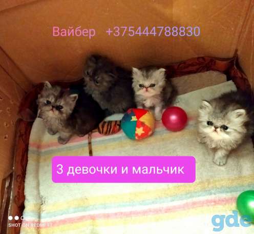 Персидские котята экстремального типа чистокровные.Персы.Котята., фотография 4