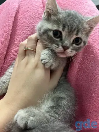 Шотландские котята, фотография 4