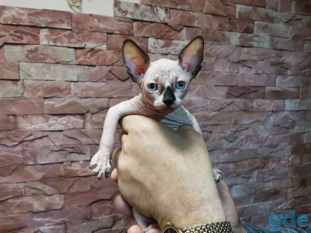Каналский сфинкс котята, фотография 2