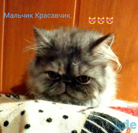Персидский мальчик Зайчик. Персы. Котята., фотография 4