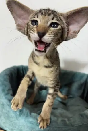 Ориентальные котята, фотография 7