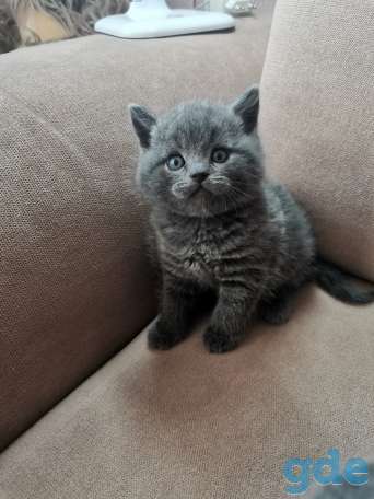 Котята, фотография 2