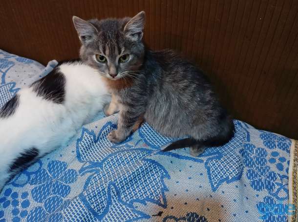 Котенок в надёжные руки, фотография 5