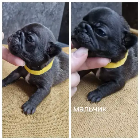 Щенки французского бульдога, фотография 2