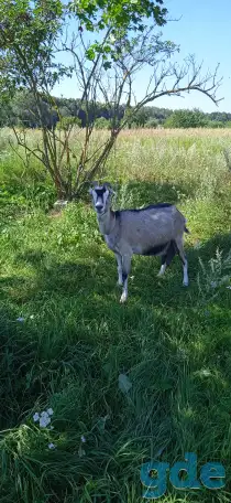 Продам дёшево козу породы Ламанча, фотография 5