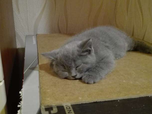 Продам британских котят, фотография 1