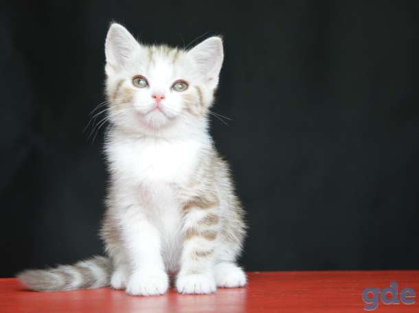 Шотландский котенок, фотография 4