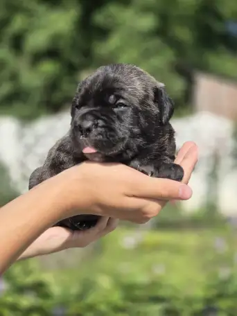 Предлагаются к продаже щенки кане корсо, фотография 8
