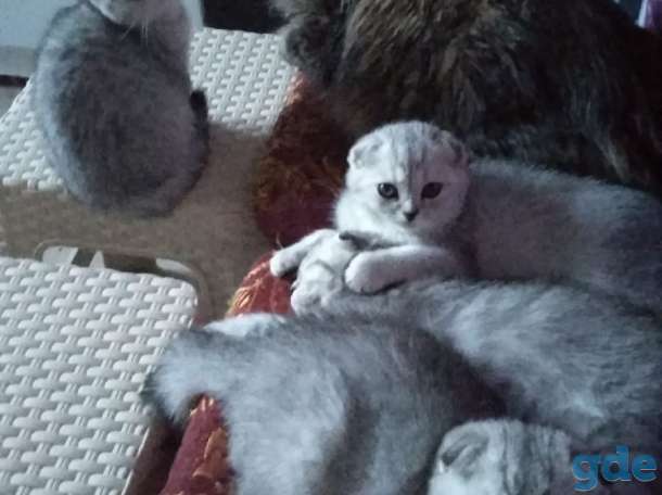 Шотландские котята, фотография 2
