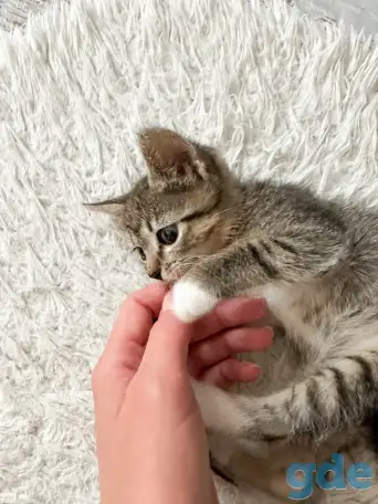 Котёнок, фотография 2