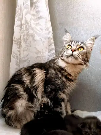 Котята Мейн-кун девочки, фотография 13
