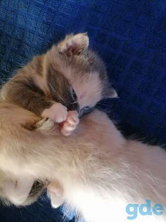 Котята, фотография 4