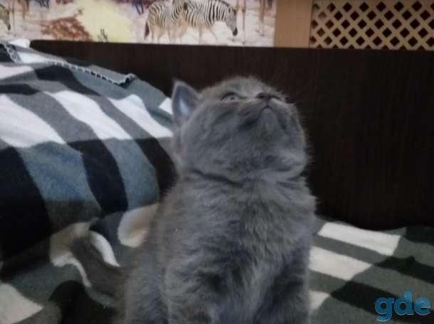 Милые ШОТЛАНСКИЕ КОТЯТА, фотография 1
