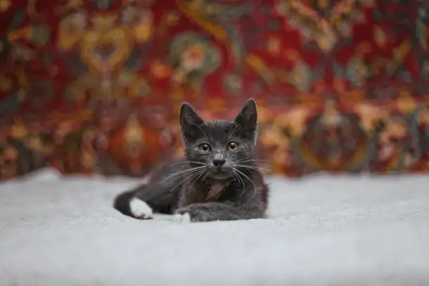 Нежный котенок Масик ищет дом!, фотография 12