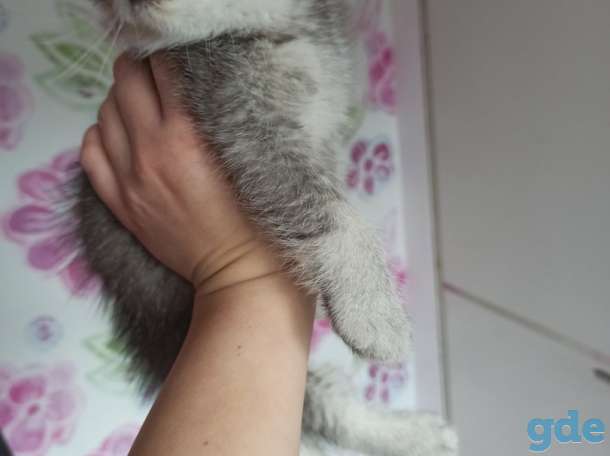 Котята, фотография 6