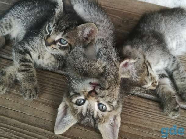 Котята. БЕСПЛАТНО., фотография 1
