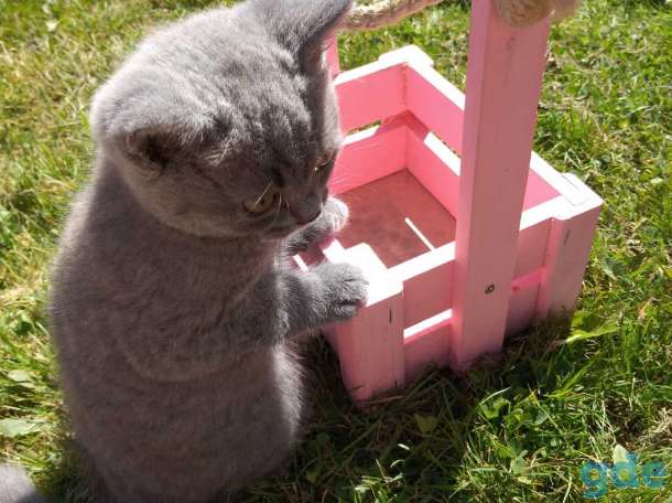 Шотландские котята, фотография 4
