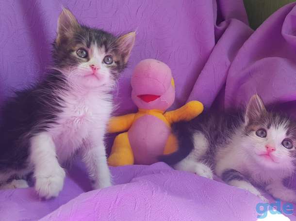 Котята бесплатно,коты., фотография 1