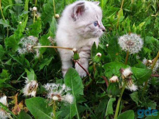 Котенок в добрые руки, фотография 1