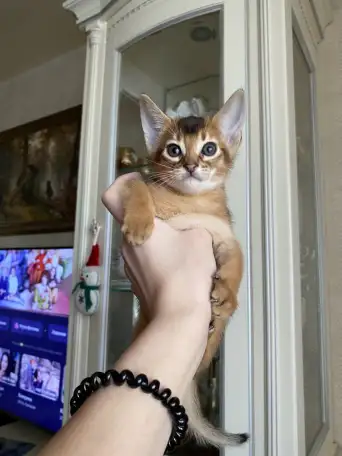 Продам котенка, фотография 1