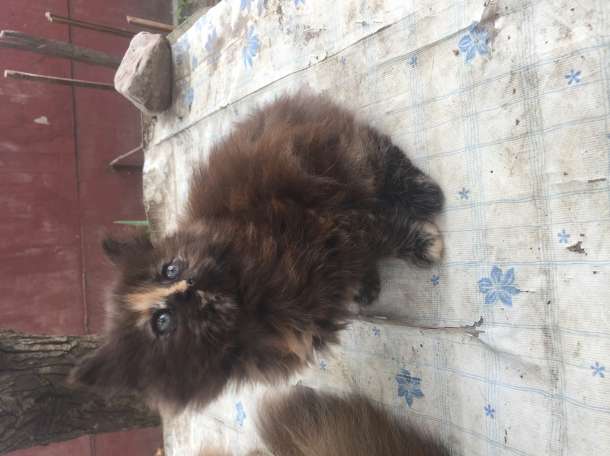 Котята, фотография 9