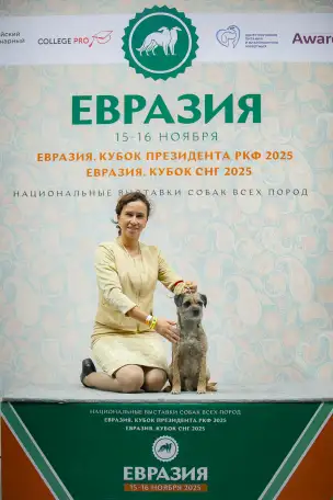 Бордер терьер щенки, фотография 2