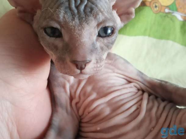 Котята донского сфинкса, фотография 3
