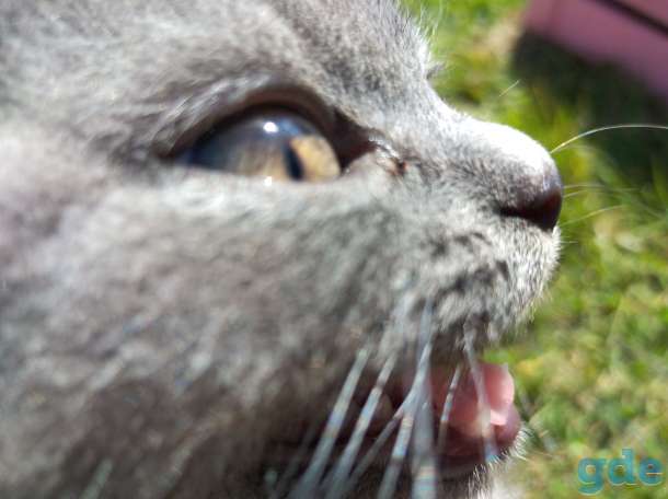 Шотландские котята, фотография 6
