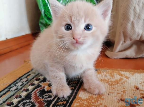 Котята, фотография 1